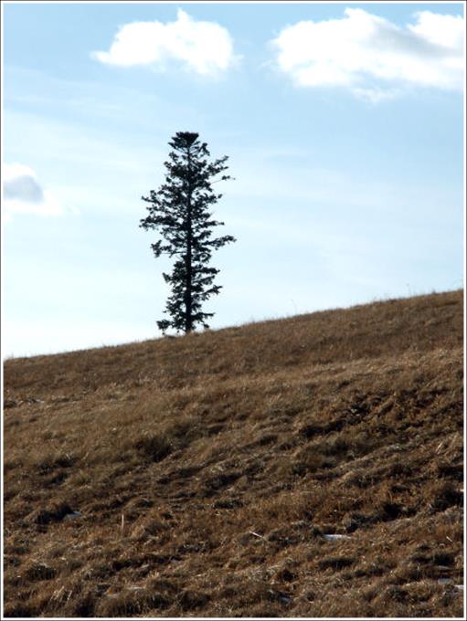 Horizont s jedľou - Horizon with fir tree 2009