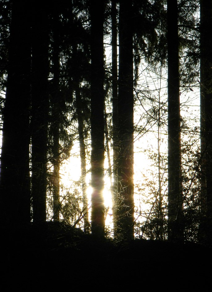 Novembrový les I. - November forest I.   2018
