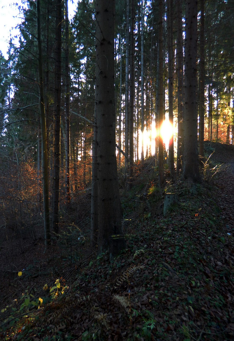 Novembrový les III. - November forest III.    2018