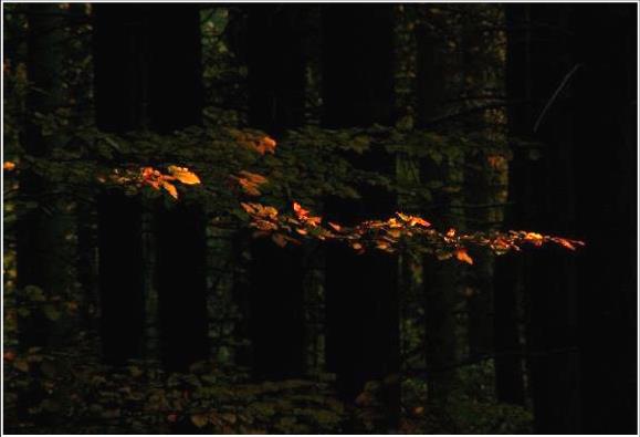 Západ slnka v lese - Sunset in the forest 2007