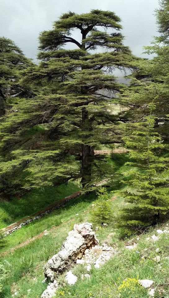 Libanonské cédre v rezervácii Kadisha-Cedars of God    The lebanon  Cedars in natur reserve Kadisha-Cedars of God 2018