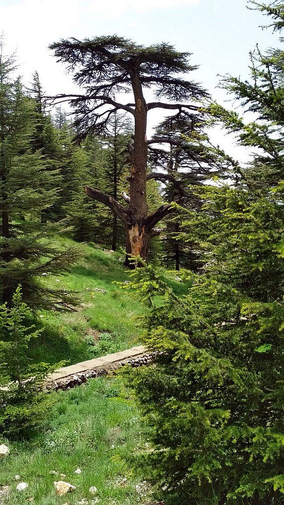 Libanonské cédre v rezervácii Kadisha-Cedars of God    The lebanon  Cedars in natur reserve Kadisha-Cedars of God 2018