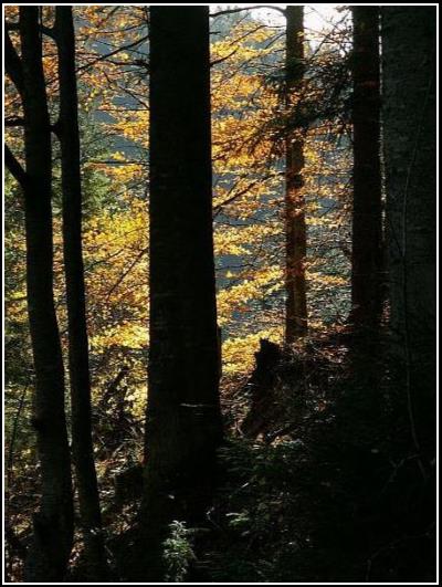 Zátišie - The forest retirement 2005
