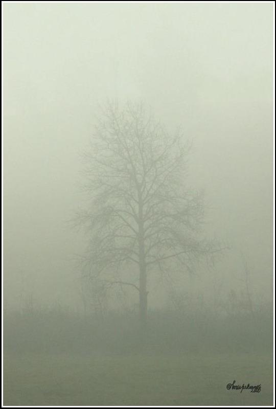 Jesenné hmly - Autumnal fogs 2006