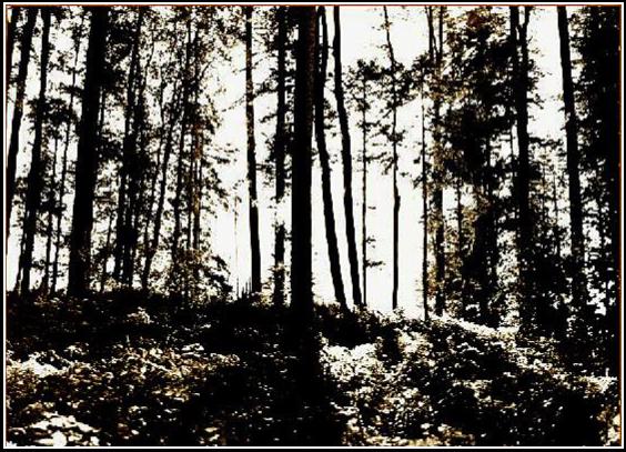 Prírodný les - Natural forest 1982