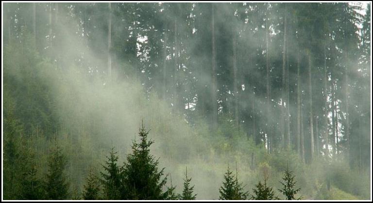 Ihličnatý les - Coniferous forest 2007