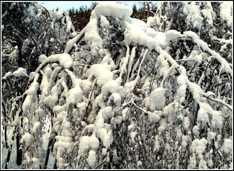 Zimná scenéria - Winter scenery 2006