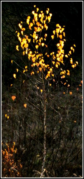 Zlato jesene - Gold of autumn 2012