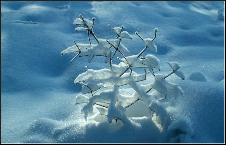 Ľadová výzdoba - Icy ornament 2011