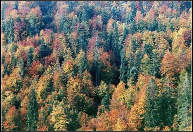 Jesenná stráň - Autumn slope 2000
