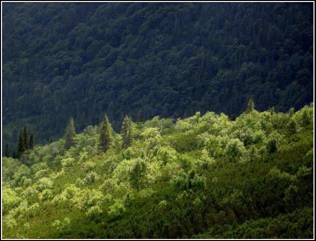 Horná hranica lesa - Forest  upper limit  2004