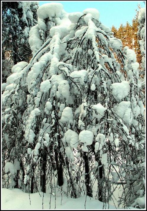 Zimná scenéria - Winter scenery 2006