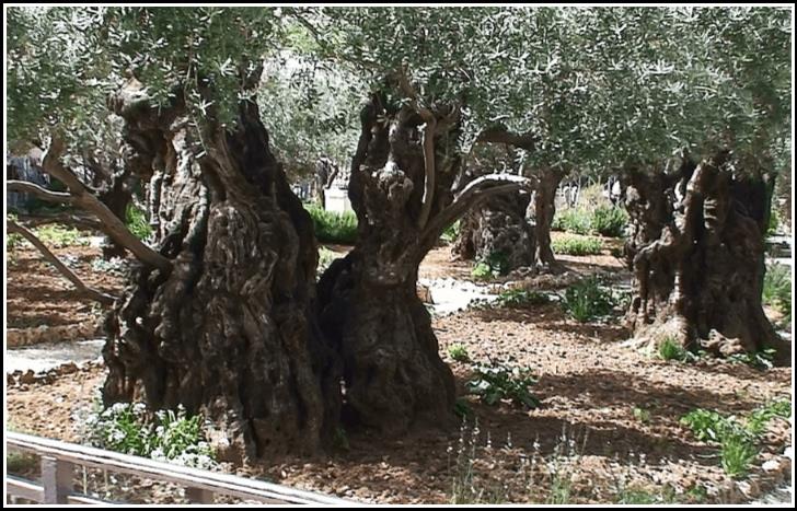 Izrael,Jeruzalem,staré olivy v Getsemanskej záhrade - Israel,Jerusalem,the old olives in the Getsemane garden 2010