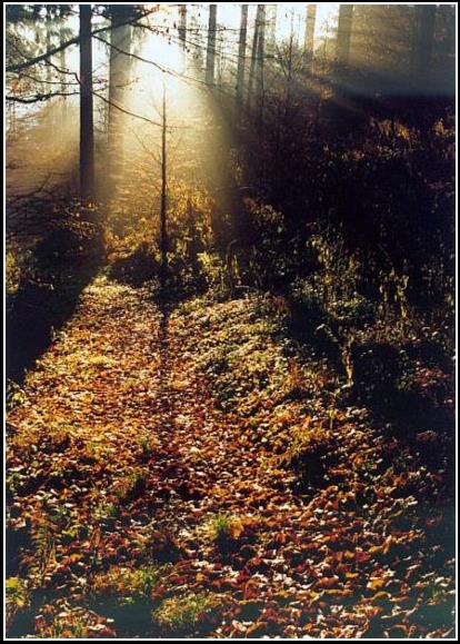 Novembrový les - November forest 1999