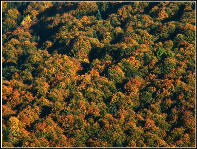 Jesenná kompozícia - Autumn composition 2012
