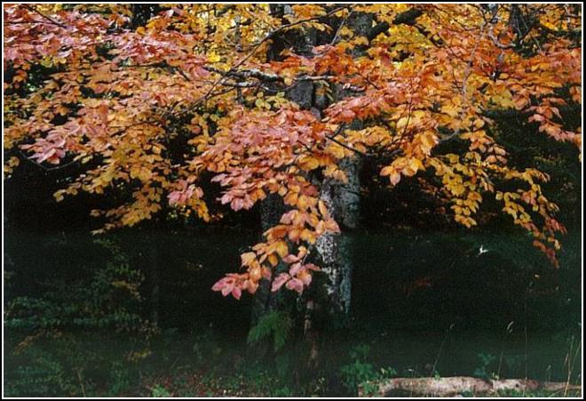 Jesenný buk - The autumnal beech 2002