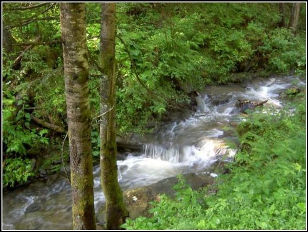 Horská bystrina - The mountain brook 2005