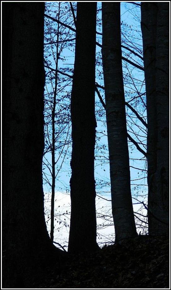 Lesná silueta - Forest silhouette 2015